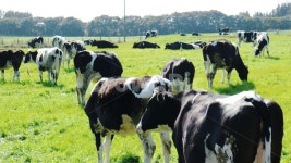 젖소, 목장, 소, 동물, 자연, 사진,이미지,일러스트,캘리그라피 - N0105254작가 크라우드픽 - 저작권 걱정 없는 상업용 이미지