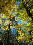 나무, tree, 자연, 삼림지, 작은숲, 사진,이미지,일러스트,캘리그라피 - dmsdn1207작가 크라우드픽 - 저작권 걱정 없는 상업용 이미지