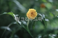 꽃, flower, 잎, leaf, 이쁜꽃, 사진,이미지,일러스트,캘리그라피 - 양트작가 크라우드픽 - 저작권 걱정 없는 상업용 이미지