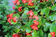 flower, 꽃, petal, 꽃잎, leaf, 사진,이미지,일러스트,캘리그라피 - diekorea57작가 크라우드픽 - 저작권 걱정 없는 상업용 이미지