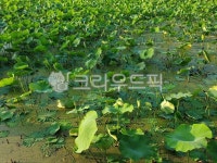 연밭, 풍경, 연꽃, 자연, 농장, 사진,이미지,일러스트,캘리그라피 - 찌고래작가 크라우드픽 - 저작권 걱정 없는 상업용 이미지