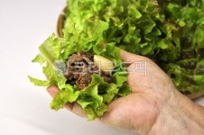 상추, 채소, 불고기, 쌈, 야채, 사진,이미지,일러스트,캘리그라피 - 깨비선생작가 크라우드픽 - 저작권 걱정 없는 상업용 이미지