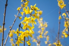 개나리꽃, 꽃, flower, blossom, 자연, 사진,이미지,일러스트,캘리그라피 - 세담작가 크라우드픽 - 저작권 걱정 없는 상업용 이미지
