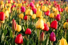 튤립, 튜울립, 꽃, 식물, 튤립꽃, 사진,이미지,일러스트,캘리그라피 - 청랑작가 크라우드픽 - 저작권 걱정 없는 상업용 이미지