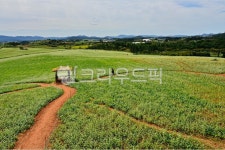 outdoors, 옥외, nature, 자연, 고창, 사진,이미지,일러스트,캘리그라피 - 영산공작가 크라우드픽 - 저작권 걱정 없는 상업용 이미지