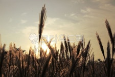 제주도, 제주도석양, 제주도목장, 제주도오름, 자연, 사진,이미지,일러스트,캘리그라피 - Nbifrosts작가 크라우드픽 - 저작권 걱정 없는 상업용... 