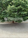 느티나무, 나무, 식물, tree, zelkova, 사진,이미지,일러스트,캘리그라피 - 생명나무작가 크라우드픽 - 저작권 걱정 없는 상업용 이미지