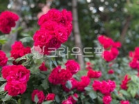 장미, rose, 꽃, flower, 식물, 사진,이미지,일러스트,캘리그라피 - jaja78작가 크라우드픽 - 저작권 걱정 없는 상업용 이미지