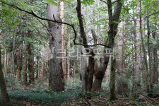plant, 식물, vegetation, 초목, tree, 사진,이미지,일러스트,캘리그라피 - NatureLover작가 크라우드픽 - 저작권 걱정 없는 상업용 이미지