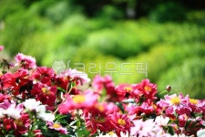 순천만국가정원1호, 테마공원, 자연생태공원, 자연, 옥외, 사진,이미지,일러스트,캘리그라피 - pandora4077작가 크라우드픽 - 저작권 걱정... 