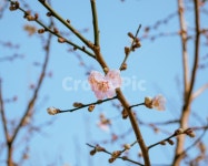 매화, 벚꽃, 봄꽃, 봄, 여름, 사진,이미지,일러스트,캘리그라피 - Mino Lab작가 크라우드픽 - 저작권 걱정 없는 상업용 이미지