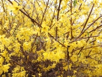 개나리, 봄, 봄꽃, 개화, 노란꽃, 사진,이미지,일러스트,캘리그라피 - J road작가 크라우드픽 - 저작권 걱정 없는 상업용 이미지