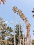 tree, 나무, palmtree, 야자수, arecaceae, 사진,이미지,일러스트,캘리그라피 - yjk9202작가 크라우드픽 - 저작권 걱정 없는 상업용 이미지