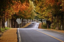 모래재, 메타스콰이어길, 가로수길, 진안, 도로, 사진,이미지,일러스트,캘리그라피 - 깨비선생작가 크라우드픽 - 저작권 걱정 없는 상업용 이미지