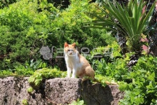 노란고양이, 정원, 가든, 코리안숏캣, 숲속고양이, 사진,이미지,일러스트,캘리그라피 - 요니야작가 크라우드픽 - 저작권 걱정 없는 상업용 이미지