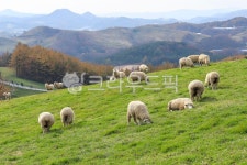 대관령, 양떼목장, 양, grassland, nature, 사진,이미지,일러스트,캘리그라피 - 대송작가 크라우드픽 - 저작권 걱정 없는 상업용 이미지