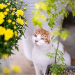 고양이, 코숏, 꽃냥이, 길냥이, 귀여움, 사진,이미지,일러스트,캘리그라피 - Hyunkyu작가 크라우드픽 - 저작권 걱정 없는 상업용 이미지