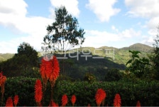 꽃, 화초, 봄, 배경, 초록, 사진,이미지,일러스트,캘리그라피 - raji83작가 크라우드픽 - 저작권 걱정 없는 상업용 이미지