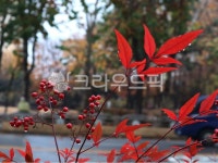 남천, 가로수, 나무, streettree, roadsidetree, 사진,이미지,일러스트,캘리그라피 - joyfulharu작가 크라우드픽 - 저작권 걱정 없는... 