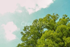 하늘, 나무, 구름, 숲, tree, 사진,이미지,일러스트,캘리그라피 - cclim작가 크라우드픽 - 저작권 걱정 없는 상업용 이미지