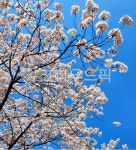 나무, 벚꽃, 꽃, 봄, 화창한, 사진,이미지,일러스트,캘리그라피 - swbahn0422작가 크라우드픽 - 저작권 걱정 없는 상업용 이미지