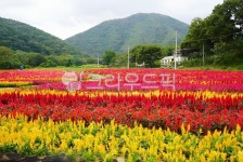 들판, 꽃, 산속, 정원, 노란꽃, 사진,이미지,일러스트,캘리그라피 - HOOPOE작가 크라우드픽 - 저작권 걱정 없는 상업용 이미지