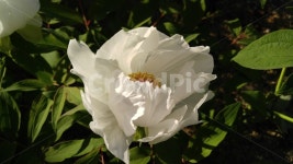 백작약, 흰꽃, 하얀꽃, 흰색, 꽃, 사진,이미지,일러스트,캘리그라피 - newsun작가 크라우드픽 - 저작권 걱정 없는 상업용 이미지