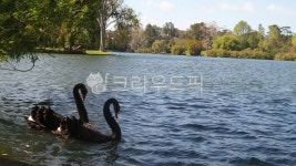 호수, 백조, 블랙스완, 평화로운풍경, 호수공원, 사진,이미지,일러스트,캘리그라피 - Ntnqls1223작가 크라우드픽 - 저작권 걱정 없는 상업용... 