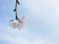 삶을디자인하다봄꽃 | 봄, 식물, 자연, 꽃, 봄꽃, 사진,이미지,일러스트,캘리그라피 - 유자디자인작가 크라우드픽 - 저작권 걱정 없는 상업용 이미지