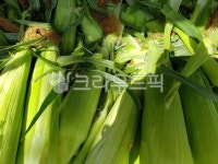청천과일.야채.곡물 | 옥수수, 야채, 채소, 과일, 곡물, 사진,이미지,일러스트,캘리그라피 - JHSARAH작가 크라우드픽 - 저작권 걱정 없는 상업용 이미지