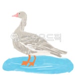 새, 조류, 동물, 천연기념물, 쇠기러기, 사진,이미지,일러스트,캘리그라피 - charms139작가 크라우드픽 - 저작권 걱정 없는 상업용 이미지