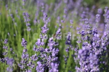 라벤다, 라벤더, 자연, 식물, plant, 사진,이미지,일러스트,캘리그라피 - 스톡사진작가작가 크라우드픽 - 저작권 걱정 없는 상업용 이미지