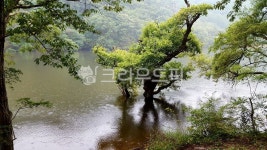 경상북도, 청송, 주왕산, 주산지, 경북, 사진,이미지,일러스트,캘리그라피 - jjun작가 크라우드픽 - 저작권 걱정 없는 상업용 이미지