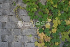 plant, 식물, 벽, 담벼락, 담쟁이덩굴, 사진,이미지,일러스트,캘리그라피 - studio H작가 크라우드픽 - 저작권 걱정 없는 상업용 이미지