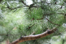 소나무, 나무, 비, 이슬, 솔잎, 사진,이미지,일러스트,캘리그라피 - Nphseo59작가 크라우드픽 - 저작권 걱정 없는 상업용 이미지