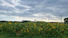 영종도, 하늘공원, 영종도하늘공원해바라기, 해바라기, 인천영종도하늘공원, 사진,이미지,일러스트,캘리그라피 - 꿈꾸는투더리작가 크라우드픽... 