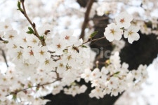 벚꽃, 벚꽃나무, 꽃잎, 벚꽃잎, 봄꽃, 사진,이미지,일러스트,캘리그라피 - 이로운향기작가 크라우드픽 - 저작권 걱정 없는 상업용 이미지