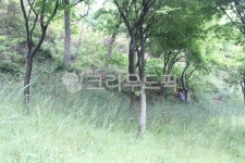 tree, 나무, plant, 식물, 공원, 사진,이미지,일러스트,캘리그라피 - Naromaofu작가 크라우드픽 - 저작권 걱정 없는 상업용 이미지