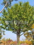 나무, 한그루, 나무하나, tree, onetree, 사진,이미지,일러스트,캘리그라피 - Ndudsnsk작가 크라우드픽 - 저작권 걱정 없는 상업용 이미지