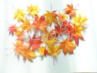 단풍잎, 알록달록, 색, colorfull, 배경화면, 사진,이미지,일러스트,캘리그라피 - mamemo작가 크라우드픽 - 저작권 걱정 없는 상업용 이미지