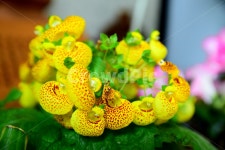 복주머니꽃, 주머니꽃, 칼세올라리아, 칼세오라리아, 꽃, 사진,이미지,일러스트,캘리그라피 - 해피스챤작가 크라우드픽 - 저작권 걱정 없는 상업용... 