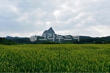 농장, rural, farm, 보리, barley, 사진,이미지,일러스트,캘리그라피 - 일출작가 크라우드픽 - 저작권 걱정 없는 상업용 이미지