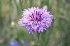 수레국화, cornflower, 꽃, flower, bluebottle, 사진,이미지,일러스트,캘리그라피 - 꽃향기 따라작가 크라우드픽 - 저작권 걱정 없는... 