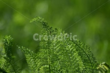 식물, 자연풍경, 꽃, 감성사진, 봄, 사진,이미지,일러스트,캘리그라피 - 이남수작가 크라우드픽 - 저작권 걱정 없는 상업용 이미지