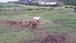 제주도, 승마, 말, 백마, 목장, 사진,이미지,일러스트,캘리그라피 - Nrlawlsk9321작가 크라우드픽 - 저작권 걱정 없는 상업용 이미지