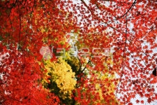 가을, 단풍, maple, 낙엽, autumn, 사진,이미지,일러스트,캘리그라피 - 고운경작가 크라우드픽 - 저작권 걱정 없는 상업용 이미지