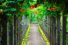 꽃, 길, 꽃길, 노랑초록, 분홍, 사진,이미지,일러스트,캘리그라피 - 하늬바람작가 크라우드픽 - 저작권 걱정 없는 상업용 이미지