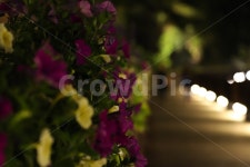 꽃, 밤, 산책, 공원, 여휴, 사진,이미지,일러스트,캘리그라피 - sodn1004작가 크라우드픽 - 저작권 걱정 없는 상업용 이미지