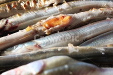 양미리, 축제, 생선구이, 소금구이, 연탄구이, 사진,이미지,일러스트,캘리그라피 - 리본코알라작가 크라우드픽 - 저작권 걱정 없는 상업용 이미지