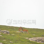 꽃사슴, 사슴, 굴업도, 언덕, deer, 사진,이미지,일러스트,캘리그라피 - novelnoble작가 크라우드픽 - 저작권 걱정 없는 상업용 이미지